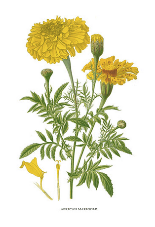 Screen Shot 2016-05-03 at 4.24.43 PM